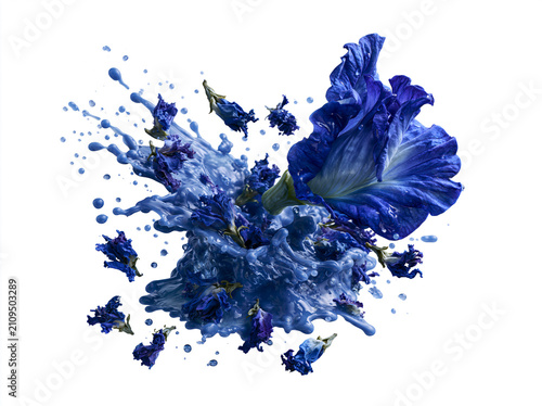 Butterfly pea flowers with blue liquid splash isolated on white background
