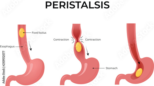 Bild auf Leinwand Peristalsis Process in the Esophagus Digestive System Diagram Vector