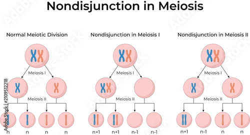 Canvastavla Nondisjunction in Meiosis Chromosome Division Diagram Vector.