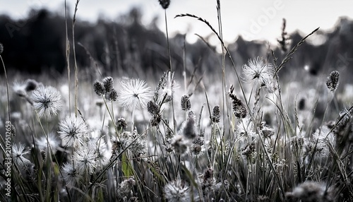 White Grass With Black Wildflowers In A Field Nature Wildflowers