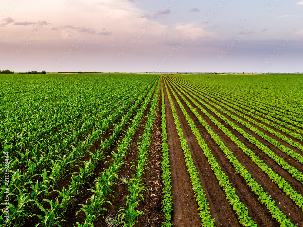Fototapeta premium Growing corn and soybean fields at sunset rural landscape