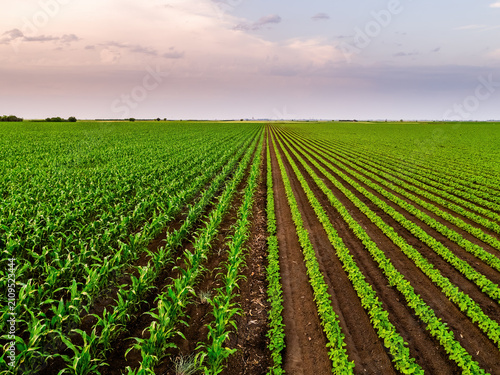 Growing corn and soybean fields at sunset rural landscape