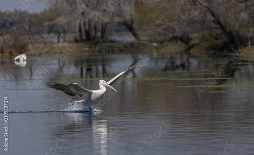 Dalmatian pelican (Pelecanus crispus) floating in river during the winter migration in the forest.