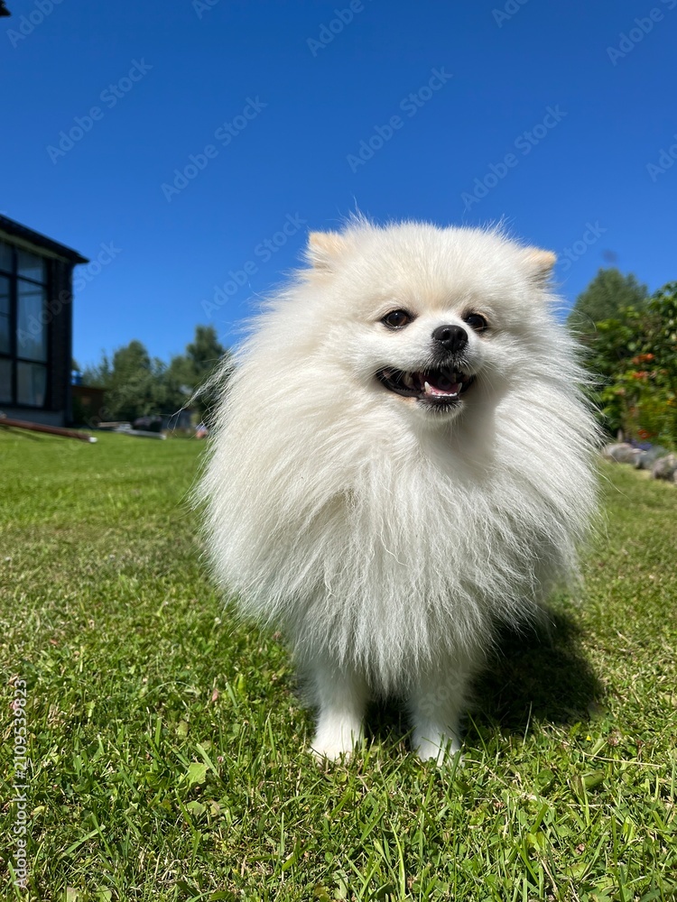 Fototapeta premium white pomeranian dog