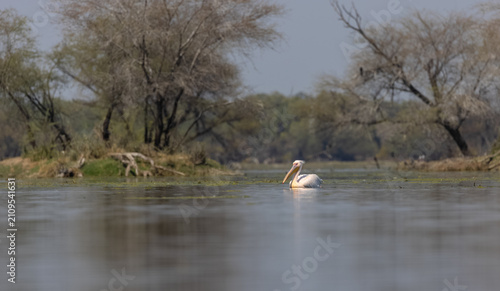Great white pelican (Pelecanus onocrotalus) or rosy pelican bird swimming in river at the forest during winter migration.