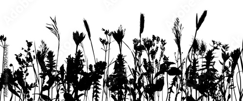 Meadow or field with herbs, wild flowers, grass and   cereals.  Isolated silhouette of plants. Vector horizontal border.