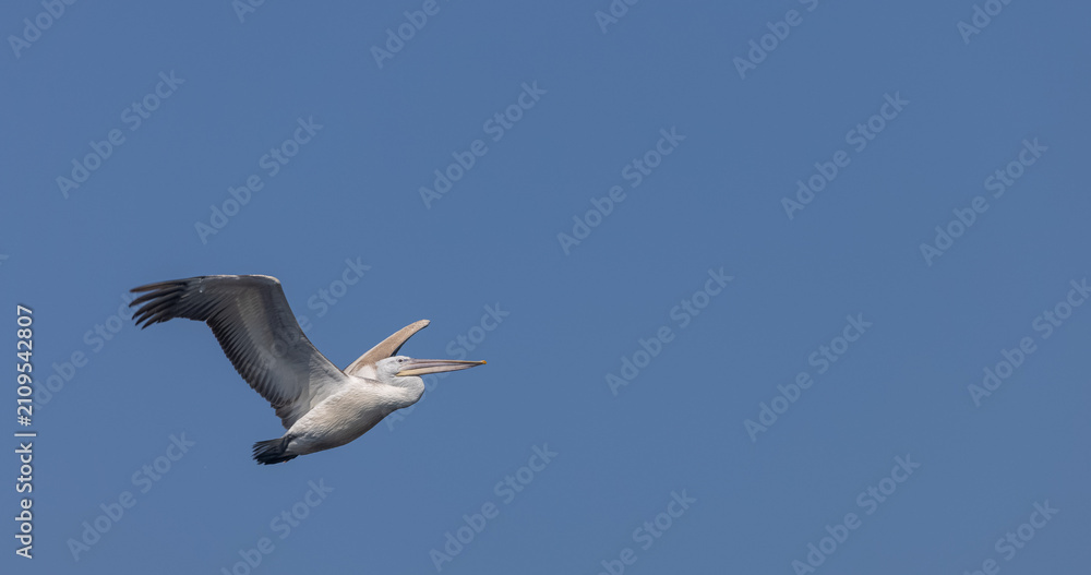 Obraz premium Dalmatian pelican (Pelecanus crispus) flying in sky.