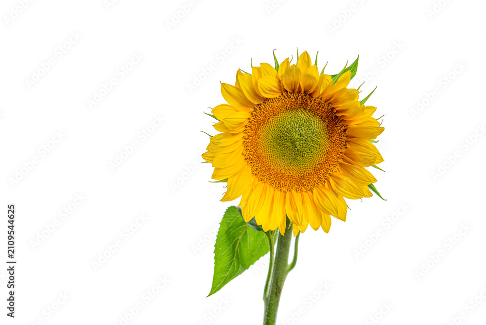 Fototapeta premium yellow sunflower isolated on white
