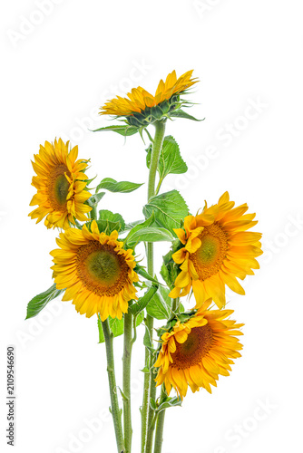 yellow sunflower isolated on white