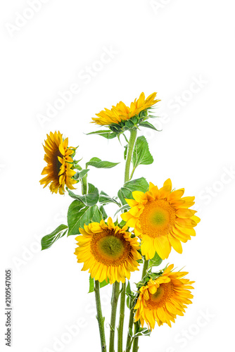 yellow sunflower isolated on white