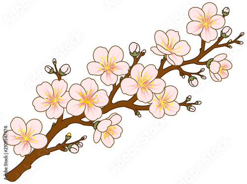 cherry blossom branch