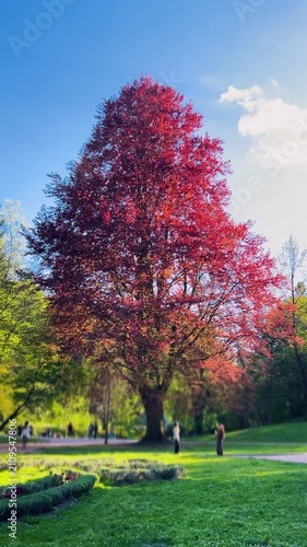 Red beech tree displaying vibrant foliage in a scenic public park. Green grass contrasts with purple and copper leaves of the historical Fagus sylvatica. Gentle sunlight illuminates the majestic crown