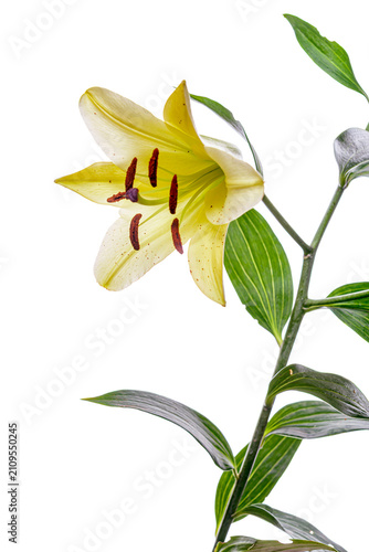 yellow lily flower