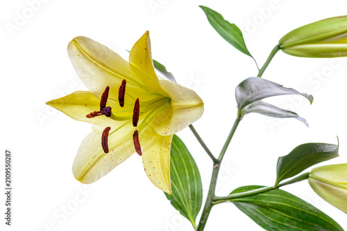 yellow lily flower