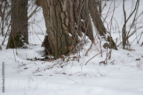Tree trunk texture on snowy day
