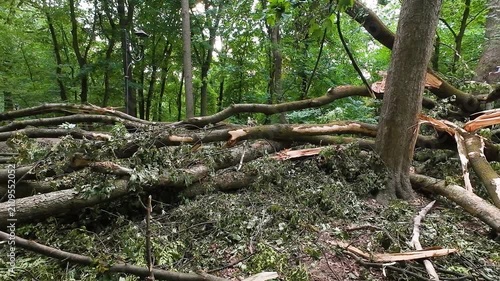 Fallen trees and massive roots block a pathway in a green park after a severe hurricane. Broken branches scatter across the ground. Red and white warning tape restricts access.