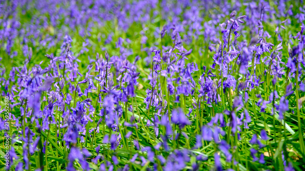 Obraz premium A sea of blue in an English Bluebell wood
