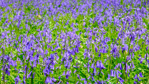 Fotografie A sea of blue in an English Bluebell wood