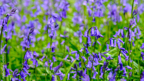 Fotografie A sea of blue in an English Bluebell wood