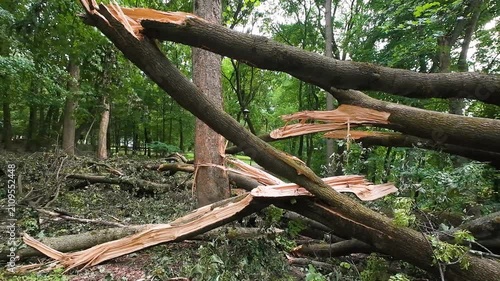 Fallen trees and massive roots block a pathway in a green park after a hurricane. Broken branches and foliage scatter across the ground in the aftermath of the natural disaster.