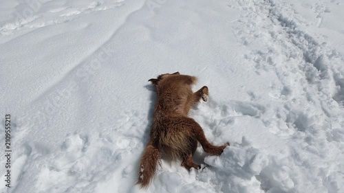 A fluffy brown dog rolling in deep mountain snow at Koruldi ridge, playful canine winter activity, mountain lifestyle