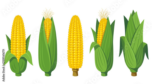 Tableau sur toile Fresh corn on the cob vector set, yellow sweetcorn ears with green husks, organi