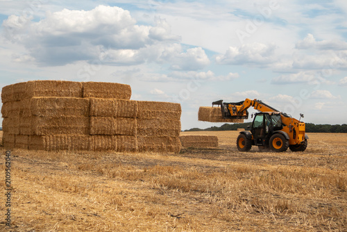 Telehandler tractor organizing wheat hay bales on ripe agriculture field. Rural farming during harvest season