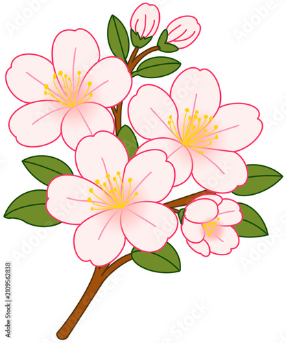 pink and white flower