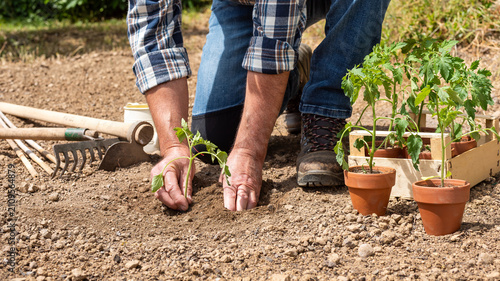 Close up of farmer's hands planting tomato seedling in soil in organic field. Garden work in spring. Traditional agriculture.