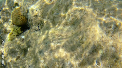 Underwater seascape on the coral reef in Red Sea, Egypt