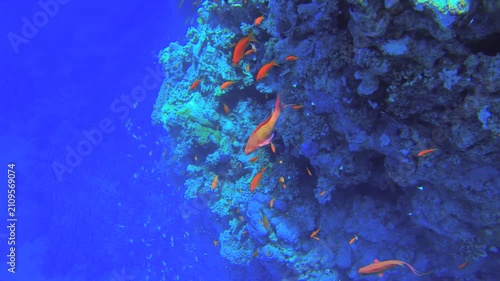 Underwater seascape on the coral reef in Red Sea, Egypt