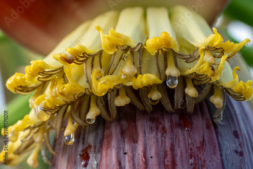 Canvastavla Macro perspective of banana heart blossom bract showing yellow florets and spark