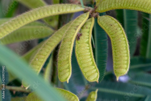 Fotografie Macro closeup of green hairy seed pods of mimosa pudica sensitive plant in a clu