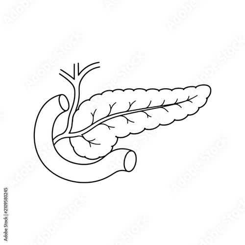Pancreas Anatomy Digestive Health Clean Line Art Icon