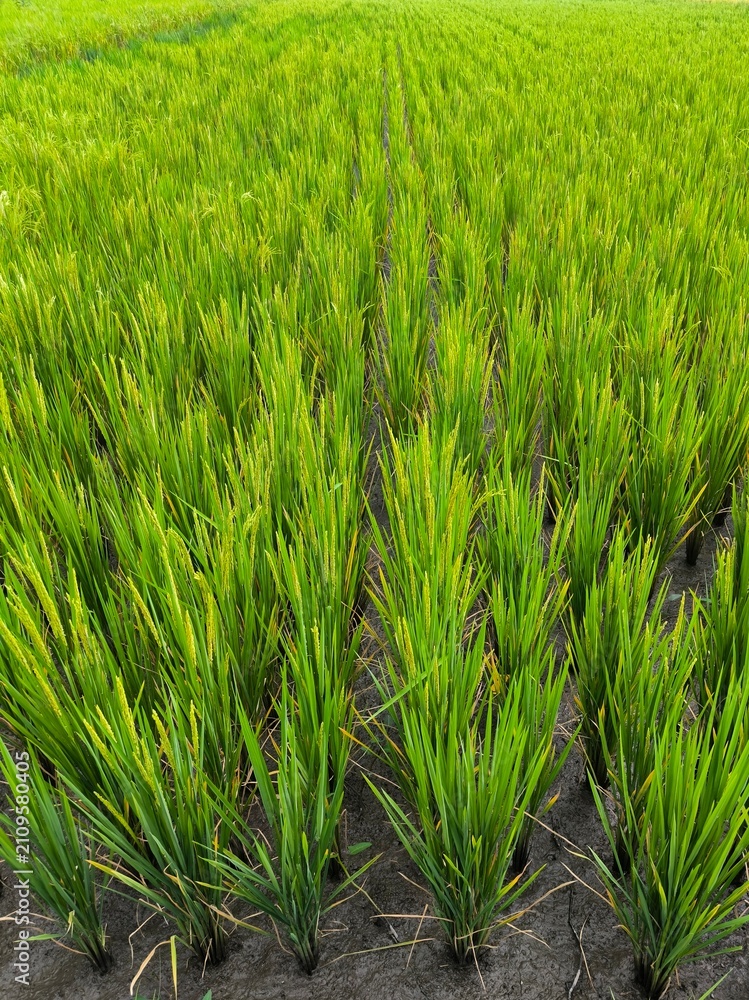 Fototapeta premium Lush Green Rice Plants Growing in Neat Rows on Agricultural Paddy Field
