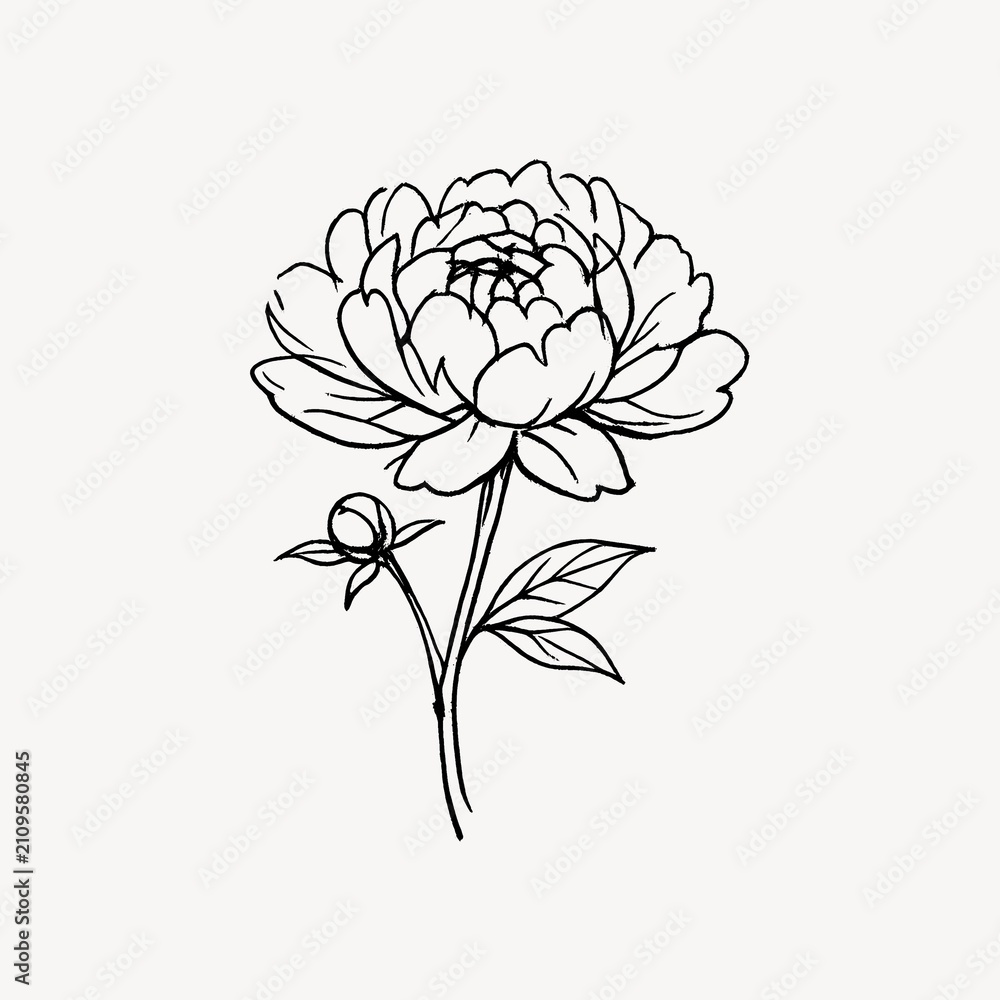 Obraz premium Elegant floral line art illustration.