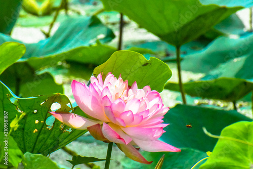 Картината върху платно Lotus flower and bee in the morning in nature