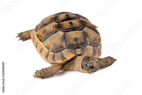 Top view of Greek tortoise ...