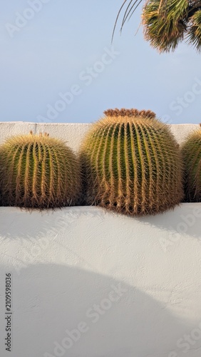 Lanzarote volcanic landscape and desert flora golden barrel cacti on a white wall under a clear sky in the Canary Islands Spain