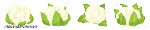 Set of fresh cauliflower in cartoon style.Vector illustration of  cauliflower vegetables with white inflorescences, green leaves, front view, top view isolated on white background.Useful garden plant.