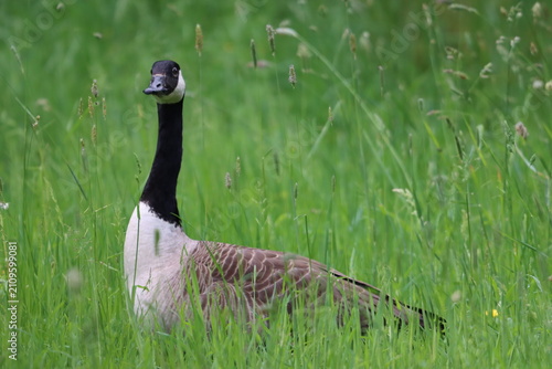 Принти на полотні Canada goose in a meadow
