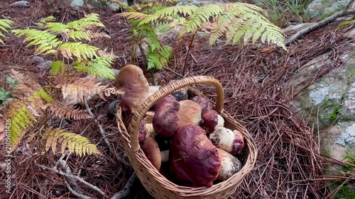 Basket Full of Porcini Mushrooms in Forest – Autumn Foraging and Harvest