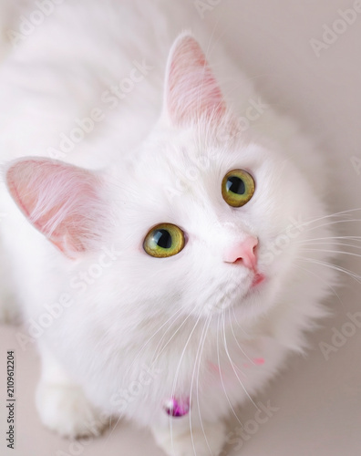 Foto Close up portrait of pure white Turkish Angora cat with vibrant green yellow eye