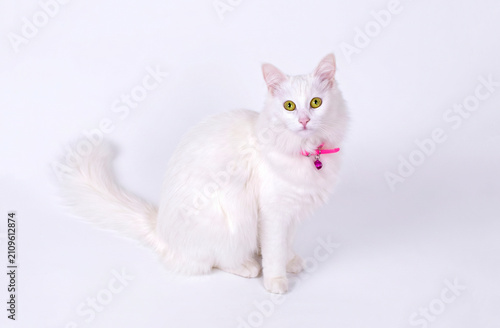 Canvastavla Close up portrait of pure white Turkish Angora cat with vibrant green yellow eye