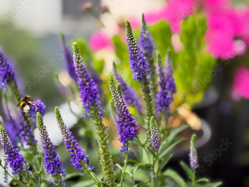 фотографія Beautiful blooming vibrant blue Spiked Speedwell Flowers in flower pot close up
