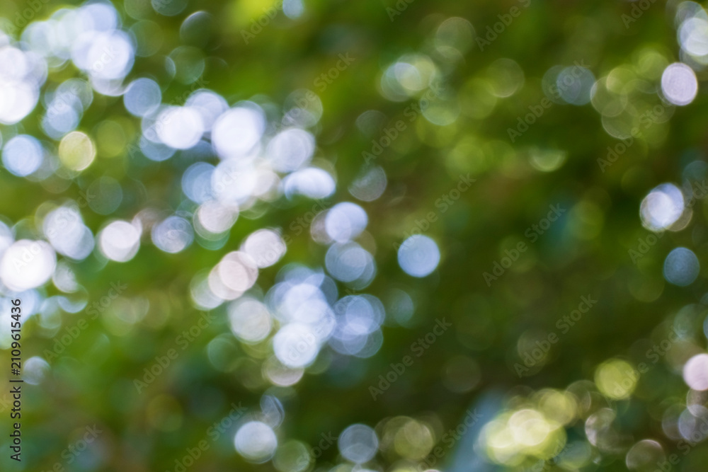 Fototapeta premium Abstract green bokeh background with blurred foliage and sunlight