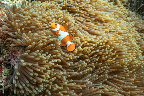 Canvastavla Small clownfish nestled among sea anemone tentacles