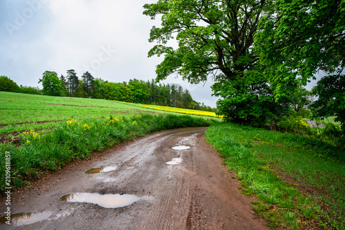 Landscape with path with many puddle, tree, meadow and field in spring after rain.