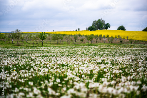 Meadow with many dandelions, field with rapeseed and tree on horizon, Czech republic.