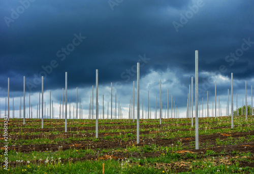 Poles in rows in new fruit orchard, dark cloudy sky .